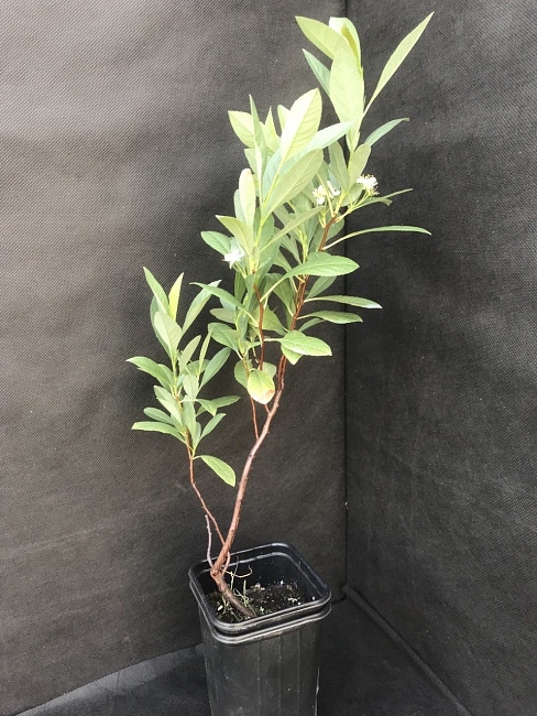 Сливово-вишневый гибрид Бета 1 шт